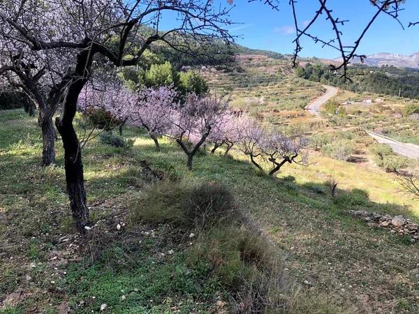 Terreno en Benimantell photo 3