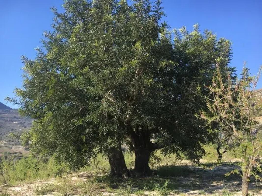 Działka na sprzedaż w Val de Gallinera, Alicante photo 5