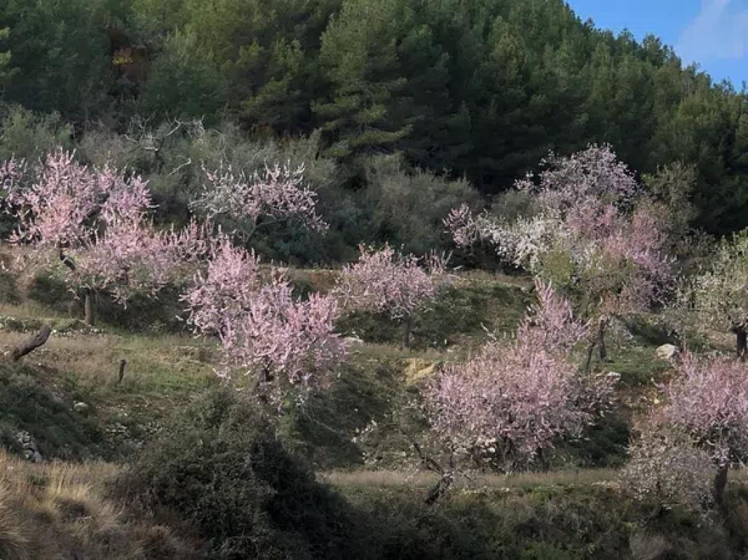 Land for sale in Benimantell, Alicante photo 3