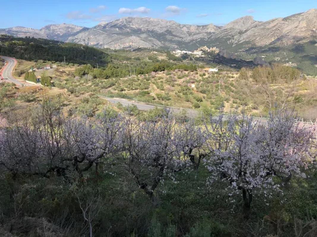 Land for sale in Benimantell, Alicante photo 4