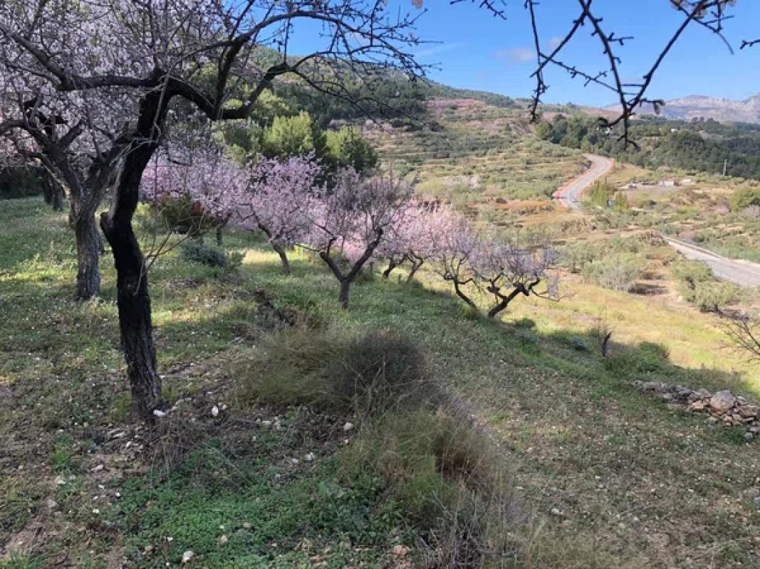 Land for sale in Benimantell, Alicante photo 5