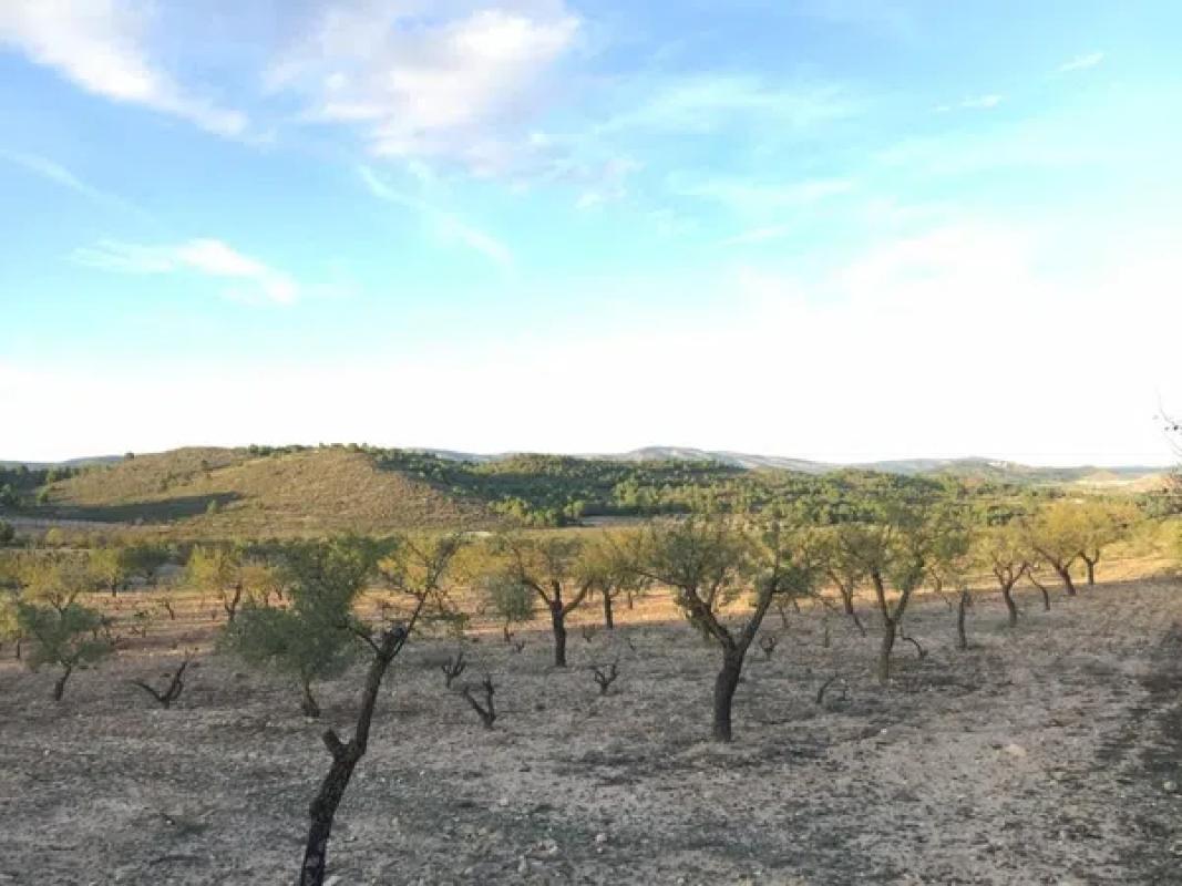 Terreno en venta en Villena, Alicante photo 3