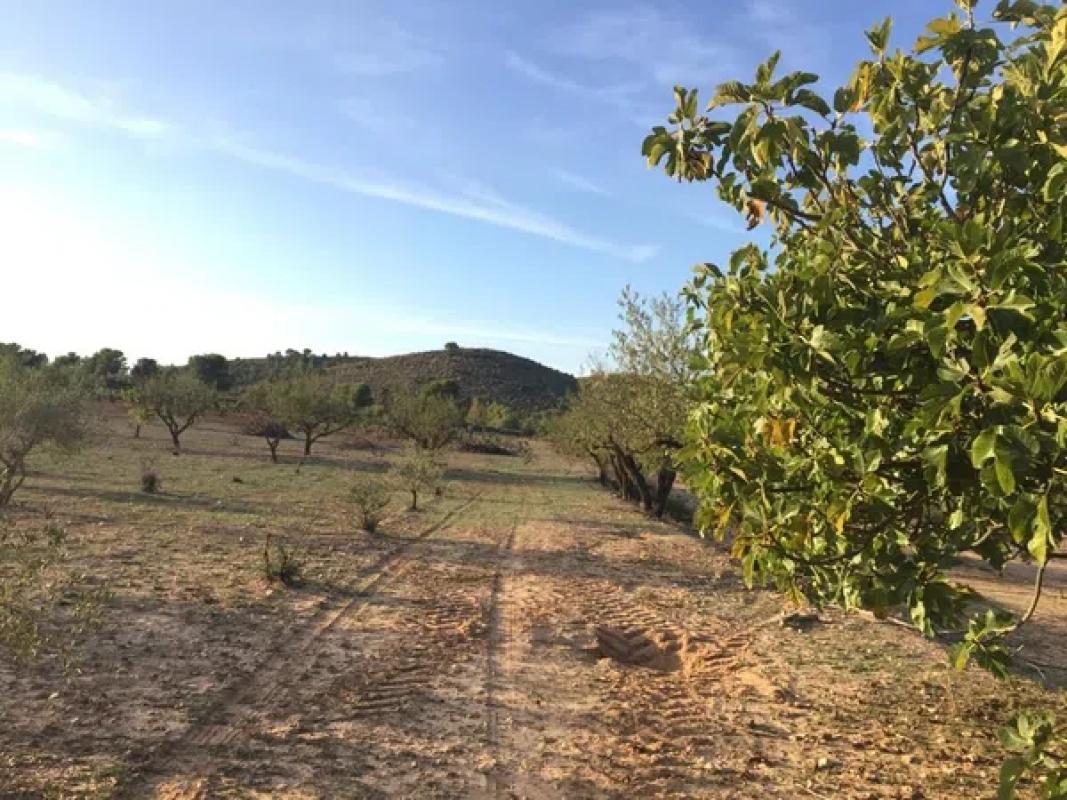 Terreno en venta en Villena, Alicante photo 5