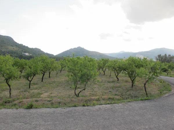 Terreno en Murla photo 1