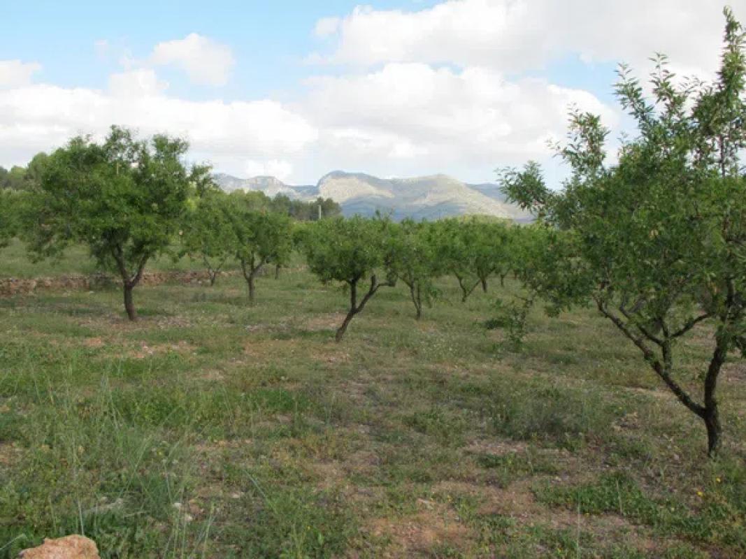 Terreno en venta en Murla, Alicante photo 3
