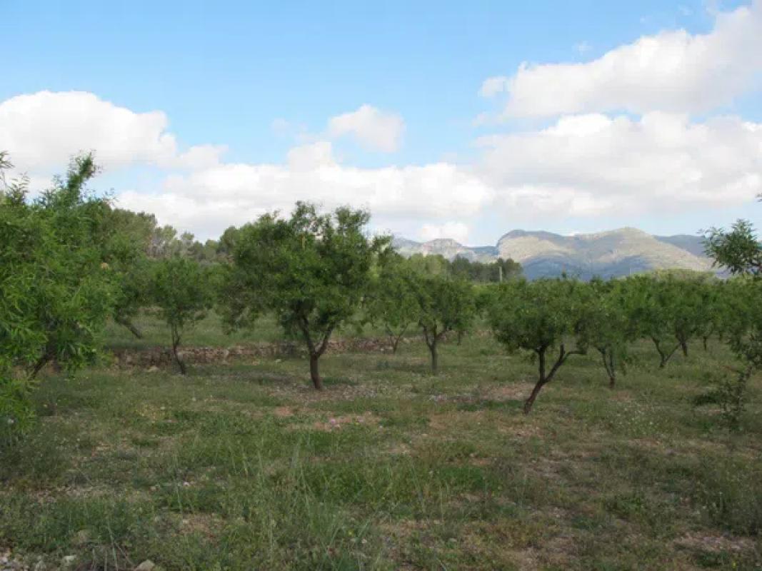 Terreno en venta en Murla, Alicante photo 4
