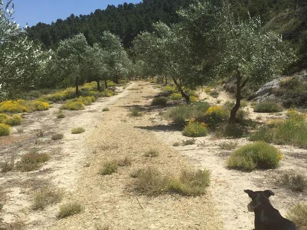 Terreno en carretera de Benifallim a torremanzanas, km 11 thumbnail 2