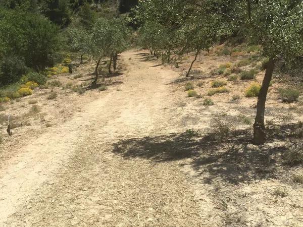 Terreno en carretera de Benifallim a torremanzanas, km 11 photo 4