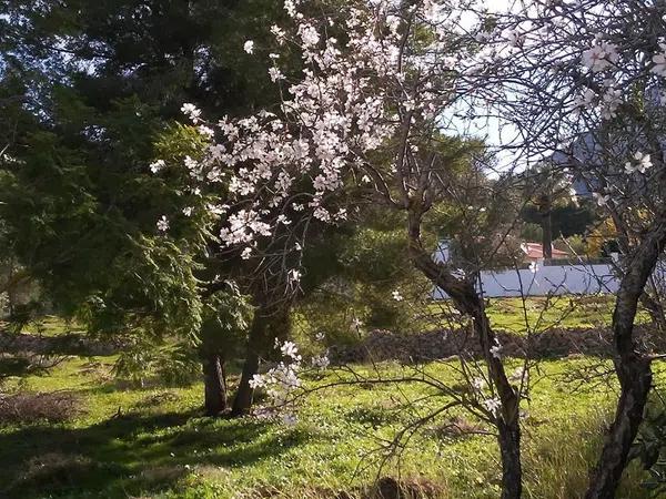 Terreno en Les Rotes/Las Rotas photo 1