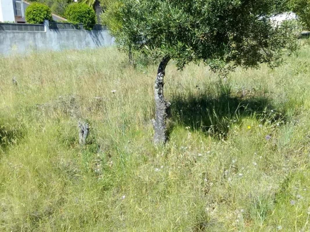 Land for sale in Denia, Alicante photo 5