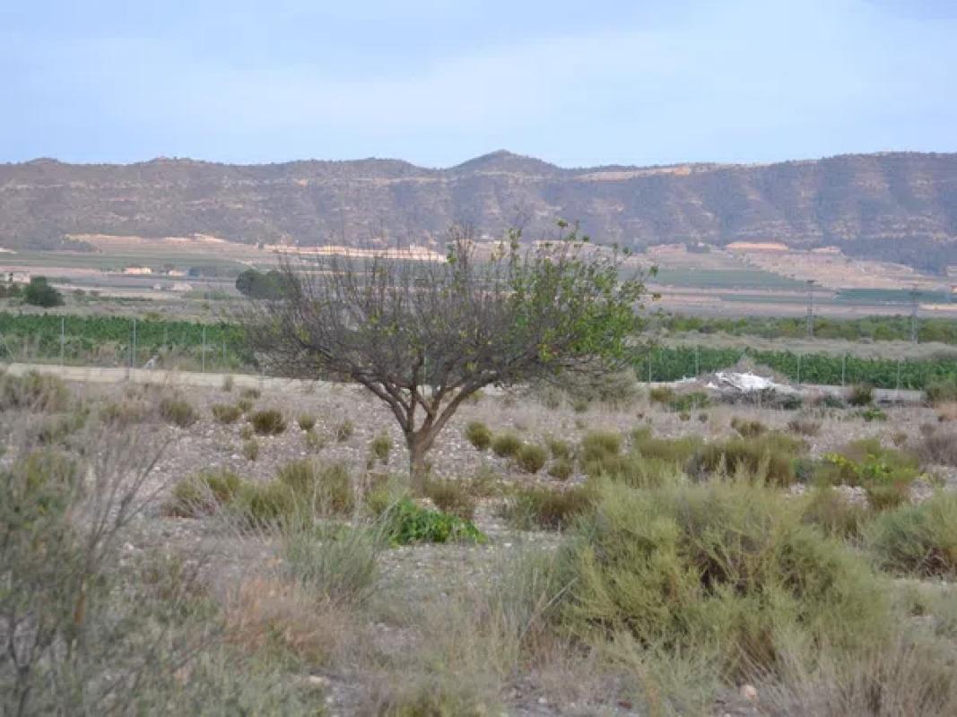 Działka na sprzedaż w Salinas, Alicante photo 3