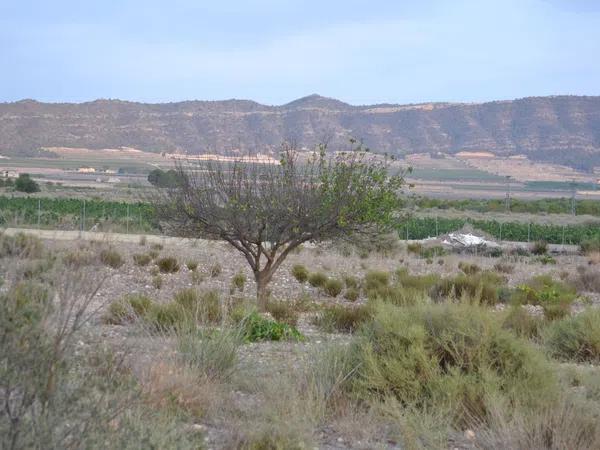 Terreno en carretera De Salinas a Sax s/n photo 3