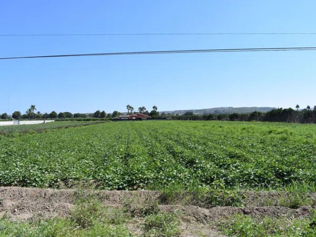 Terreno en venta en Guardamar del Segura, Alicante photo 3