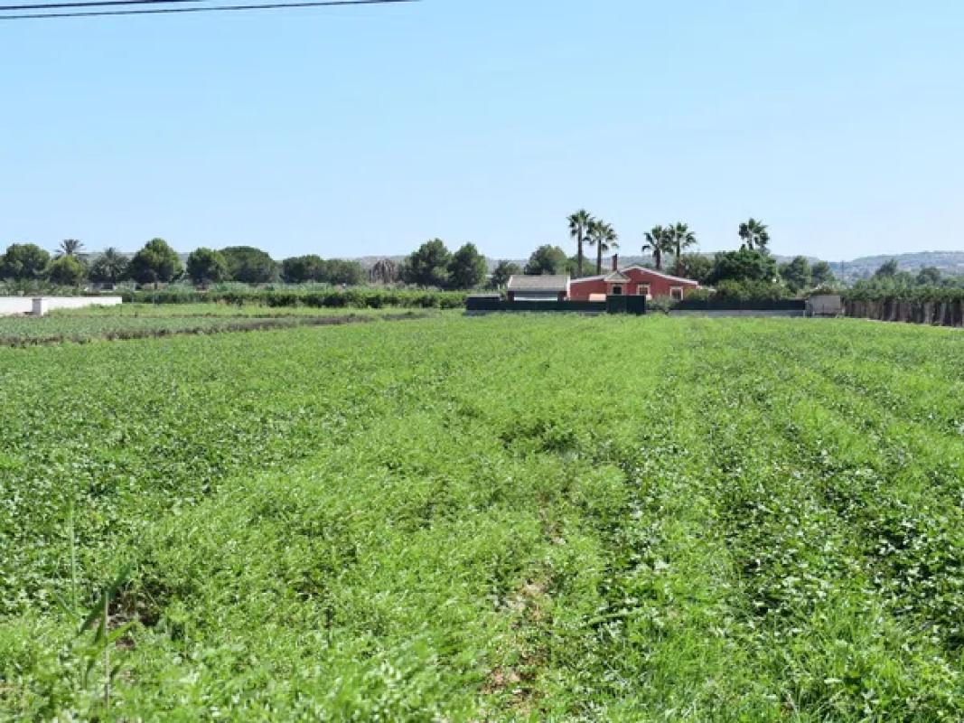 Terreno en venta en Guardamar del Segura, Alicante photo 4