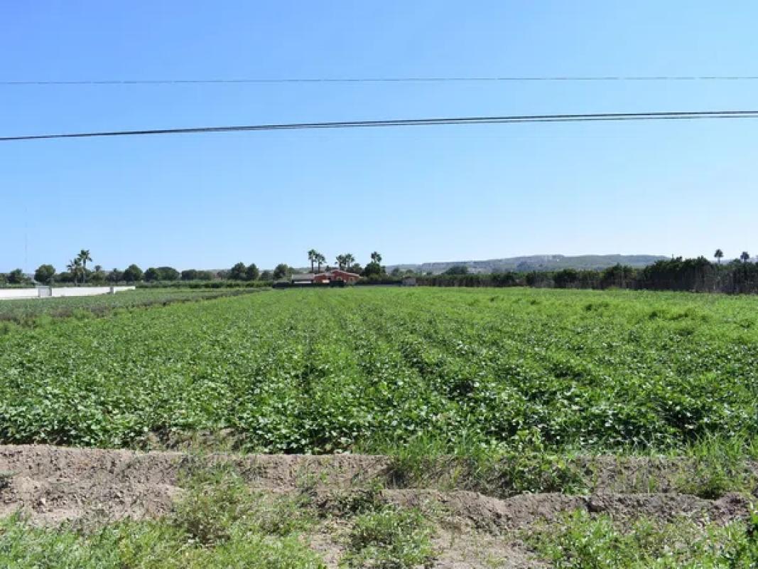 Terreno en venta en Guardamar del Segura, Alicante photo 5