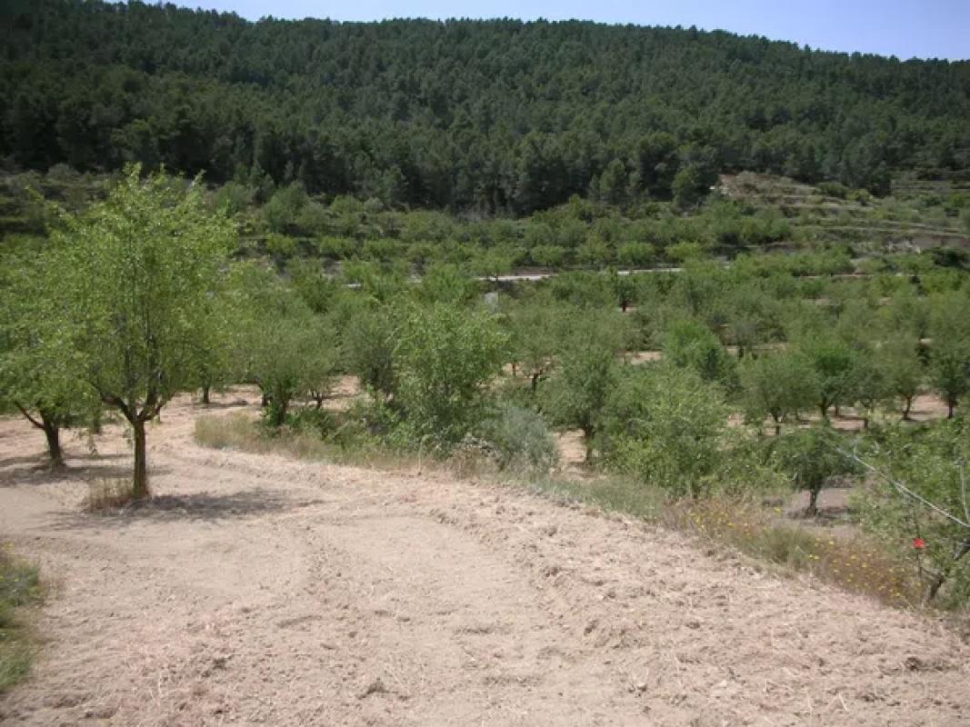 Działka na sprzedaż w Torremanzanas, Alicante photo 2