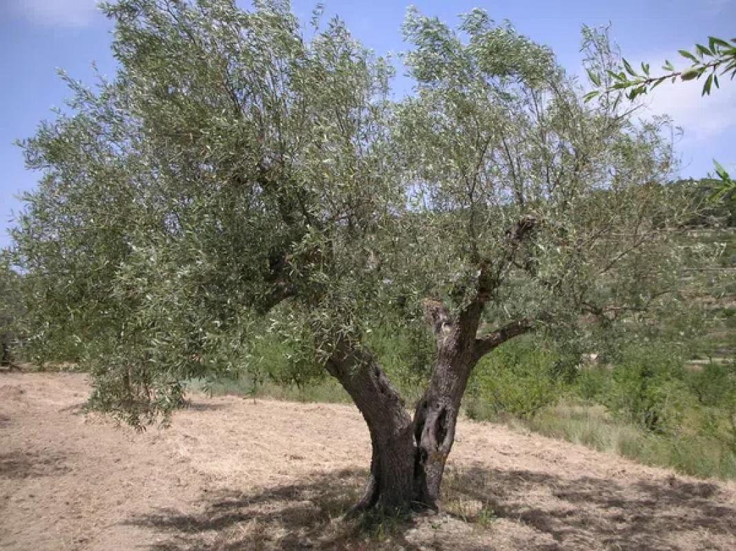 Działka na sprzedaż w Torremanzanas, Alicante photo 4