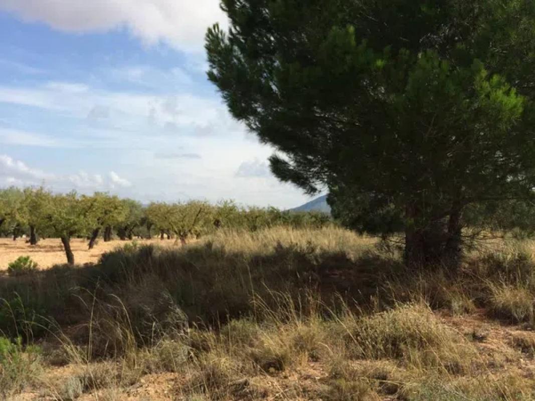 Terreno en venta en Biar, Alicante photo 2