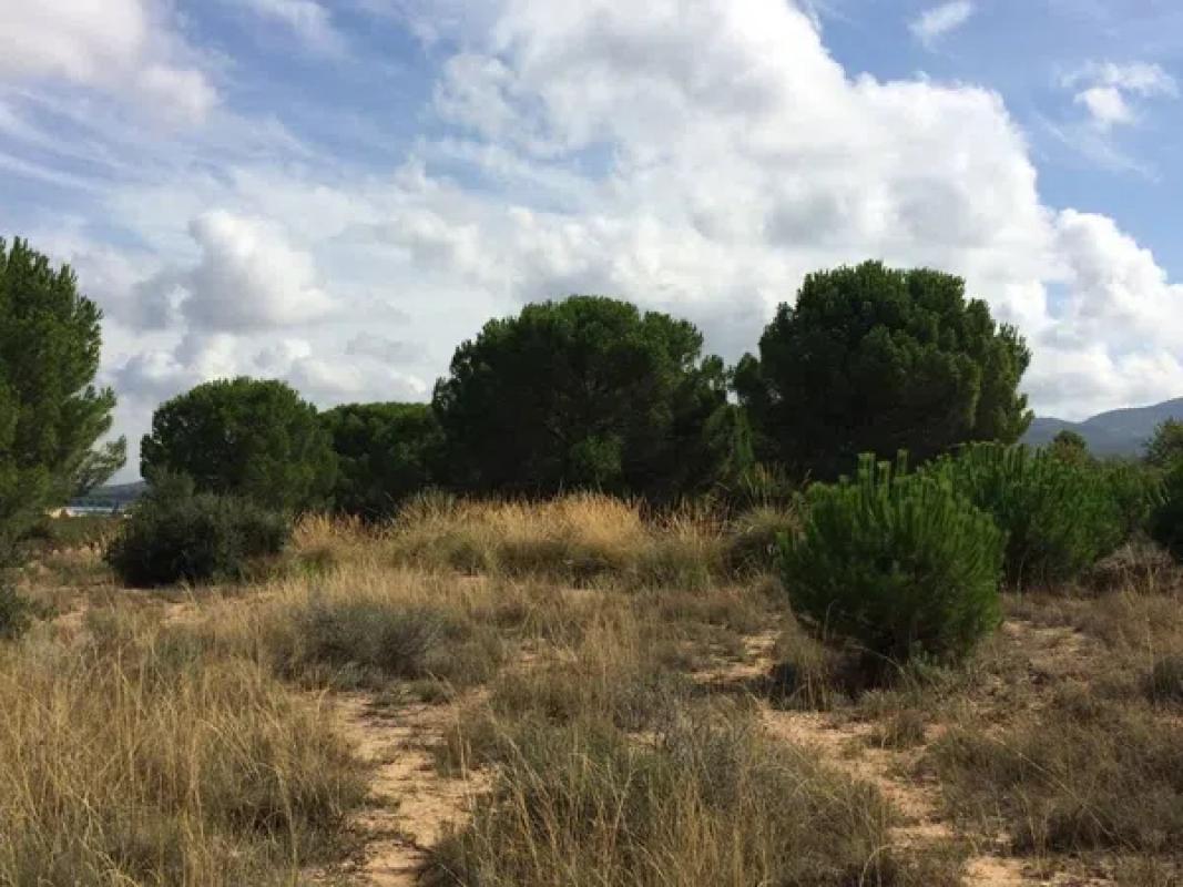 Terreno en venta en Biar, Alicante photo 3
