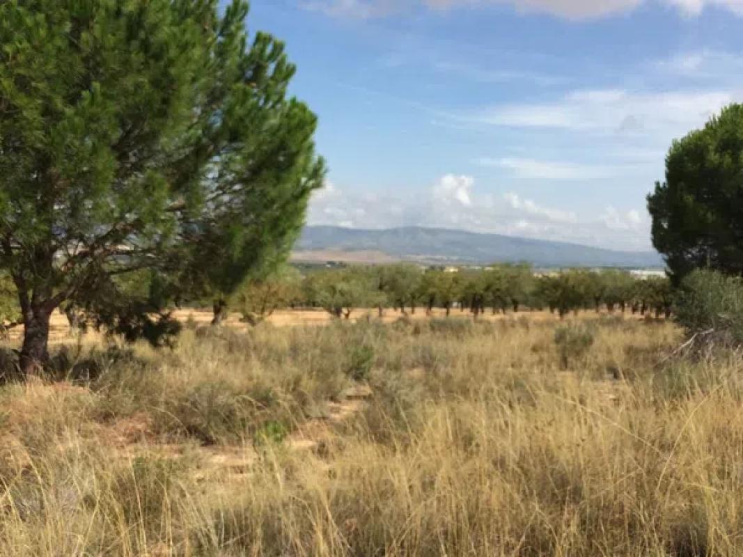 Terreno en venta en Biar, Alicante photo 4