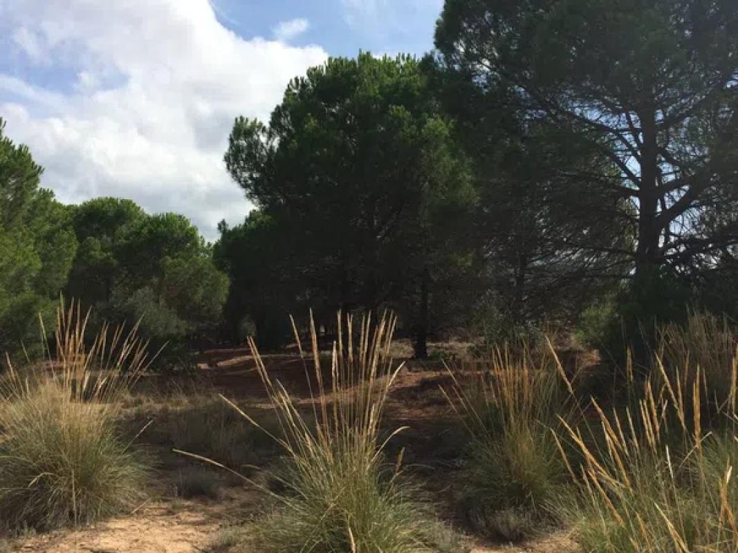 Terreno en venta en Biar, Alicante photo 5