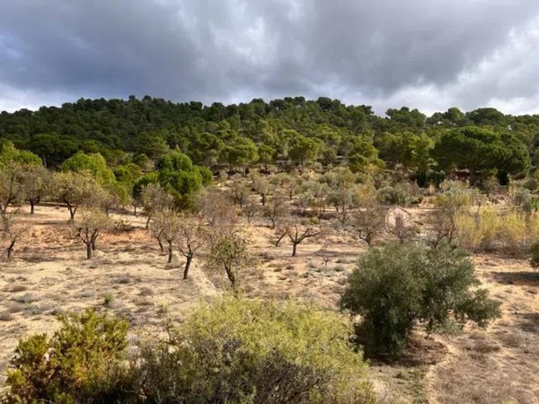 Land for sale in Biar, Alicante photo 4