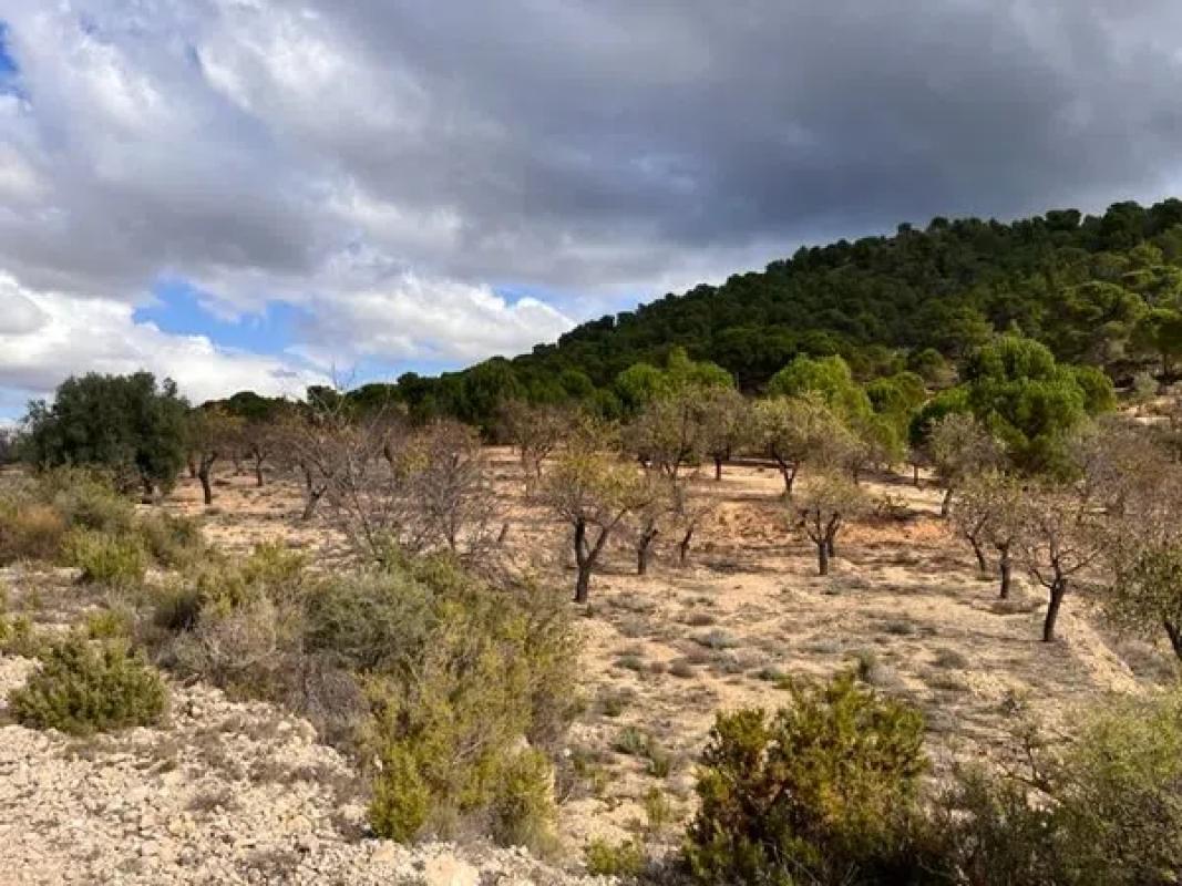 Land for sale in Biar, Alicante photo 5