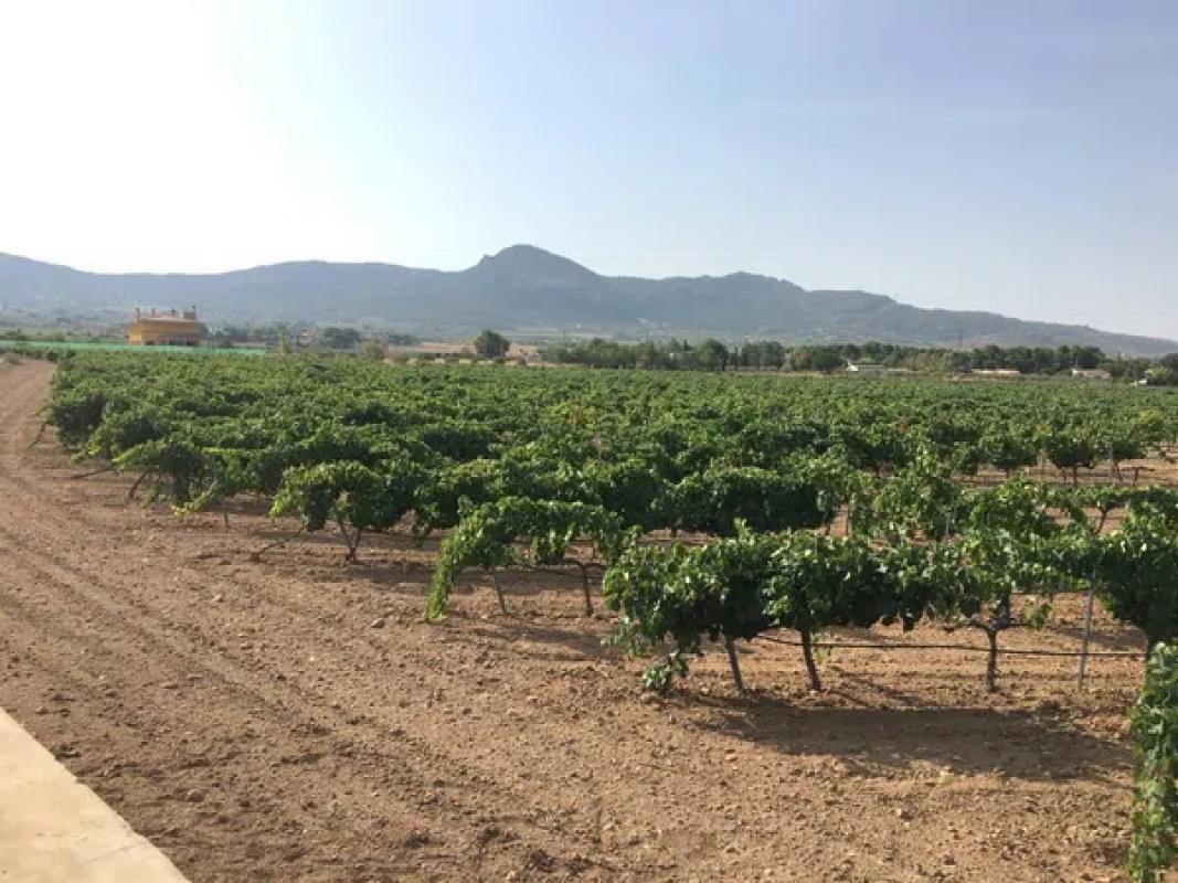 Terreno en venta en Villena, Alicante photo 1