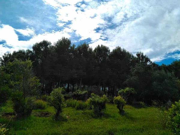 Terreno en Cv-731, km 2 photo 1