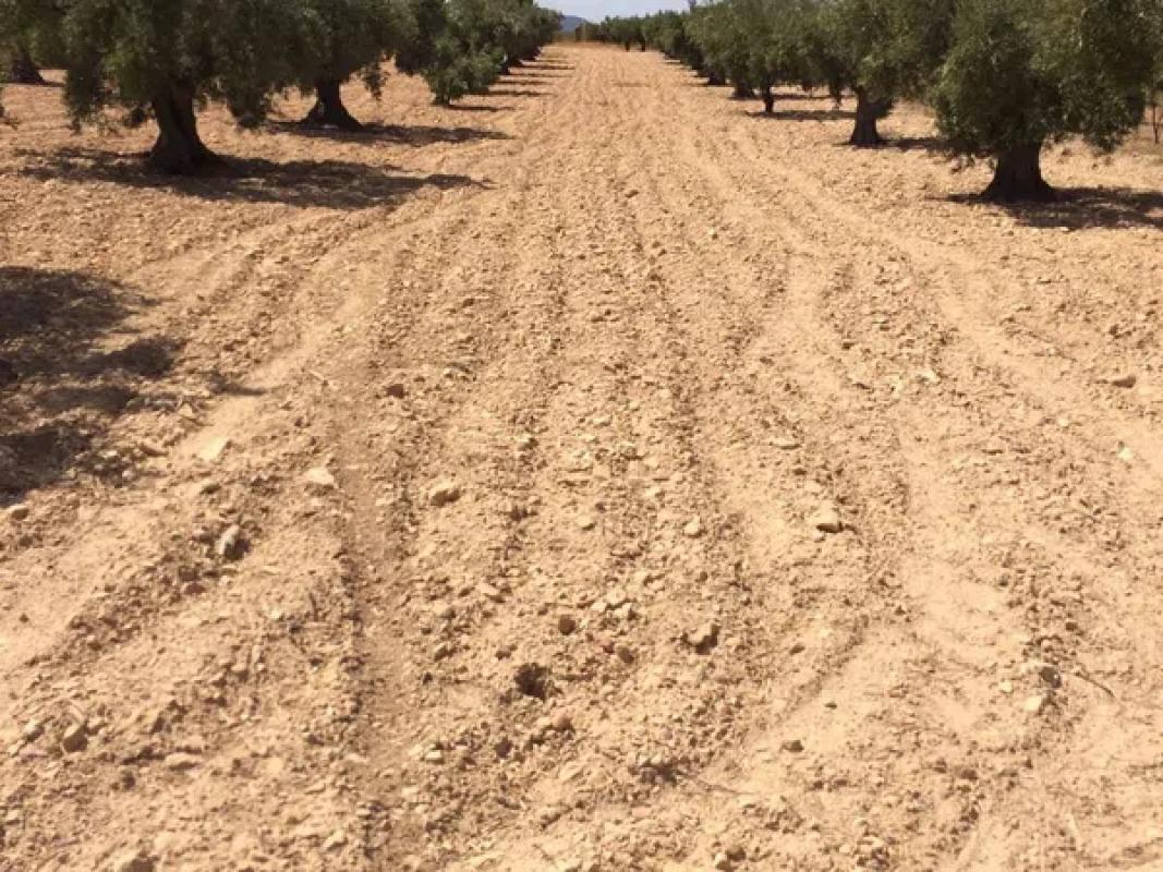 Terreno en venta en Biar, Alicante photo 1