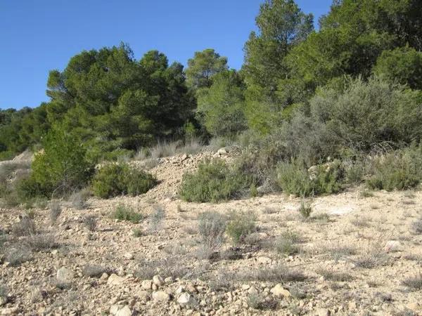 Terreno en Monovar photo 1