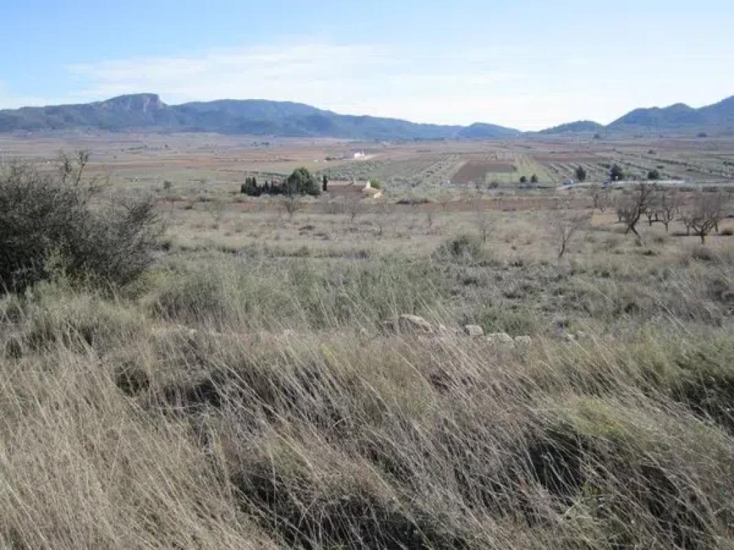 Land for sale in Monovar, Alicante photo 2