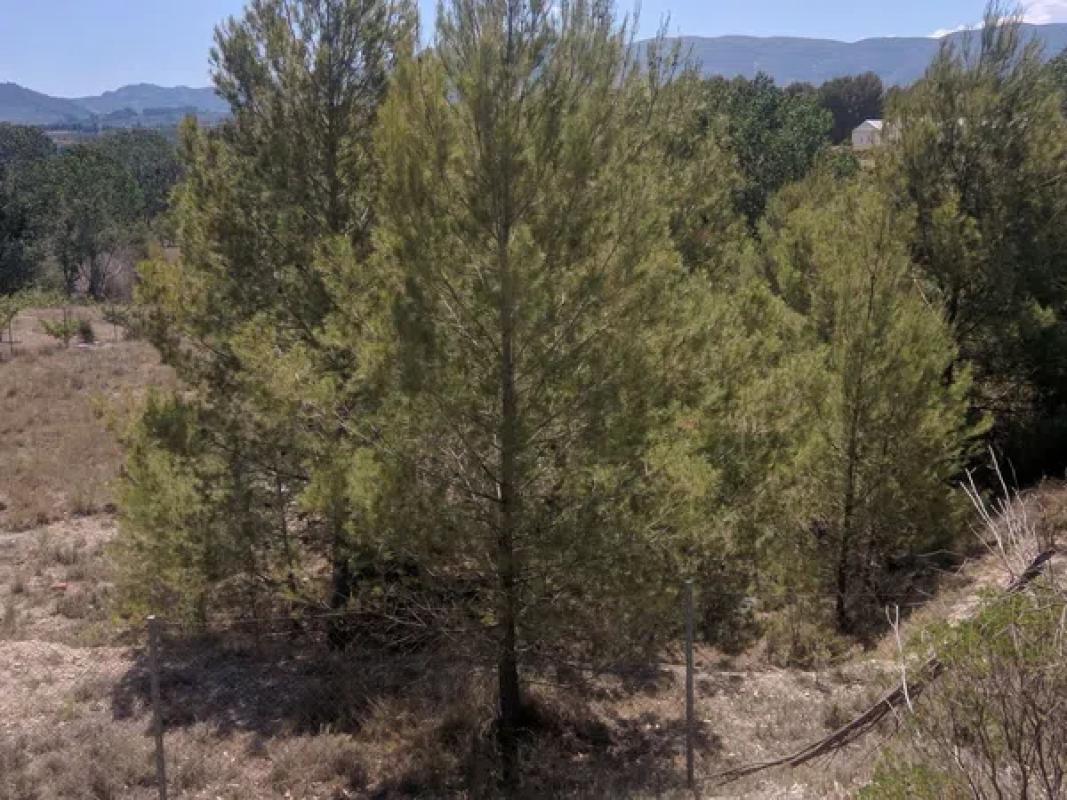 Land for sale in Alcocer de Planes, Alicante photo 4