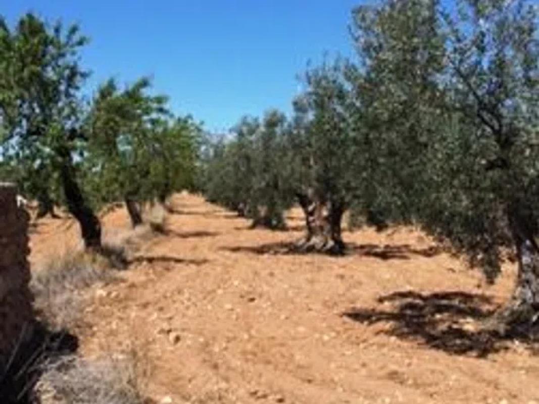 Terreno en venta en Biar, Alicante photo 1