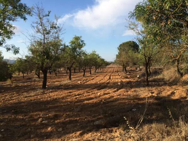 Terreno en el borrell photo 2