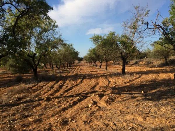Terreno en el borrell photo 3