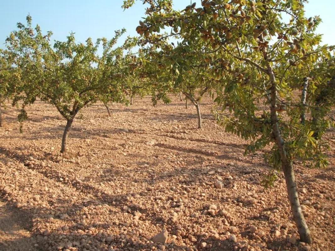 Terreno en venta en Biar, Alicante photo 2
