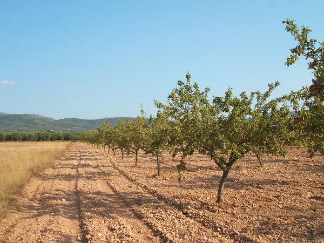 Terreno en venta en Biar, Alicante photo 3