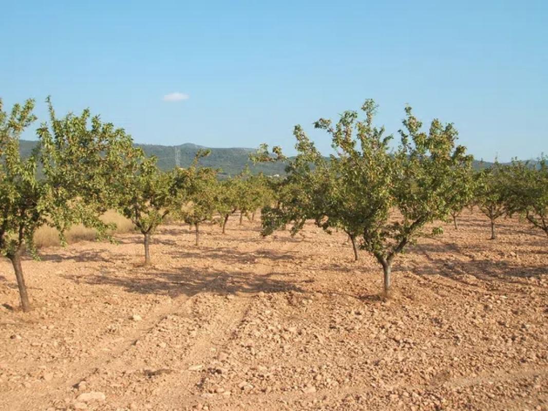 Terreno en venta en Biar, Alicante photo 4