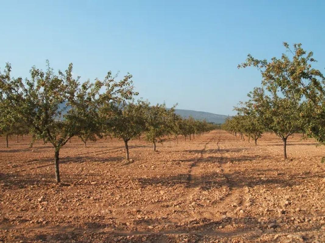 Terreno en venta en Biar, Alicante photo 5
