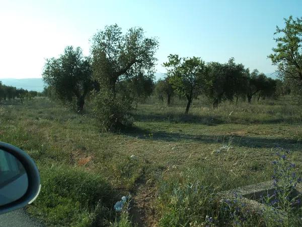 Terreno en la farola photo 2