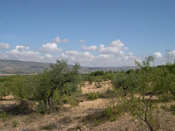 Terreno en carr.biar-bañeres km. 5,5 s/n photo 3