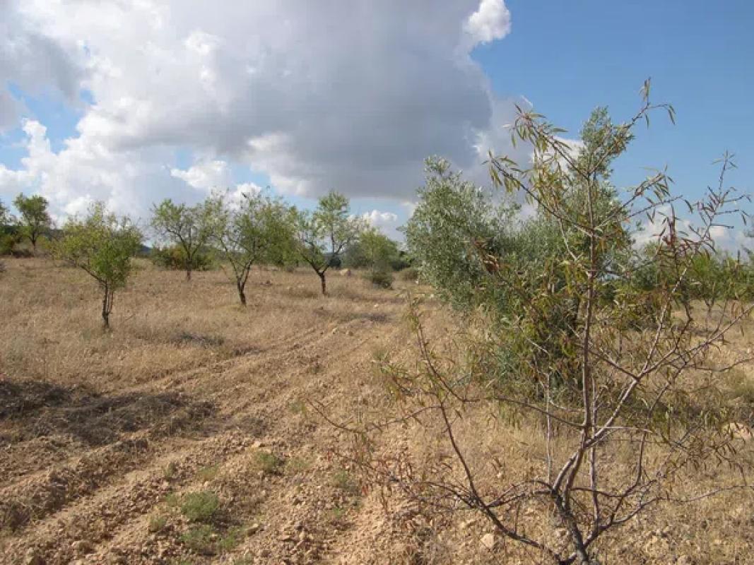 Участок земли на продажу в Баньерес-де-Мариола, Аликанте photo 5