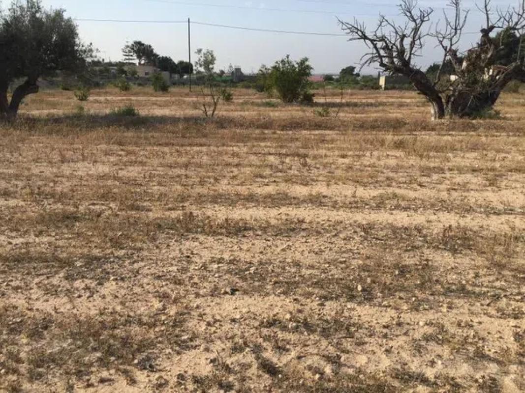 Land for sale in Elche / Elx, Alicante photo 4