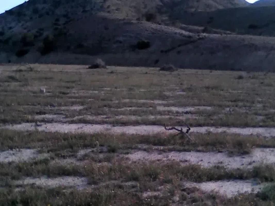 Land for sale in Aspe, Alicante photo 4