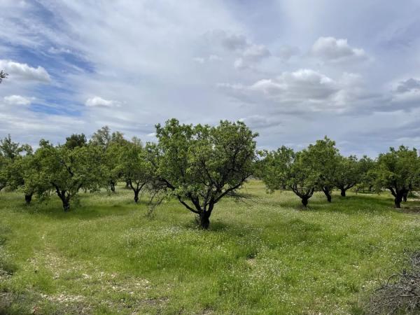 Chalet independiente en venta en , Crevillente photo 1