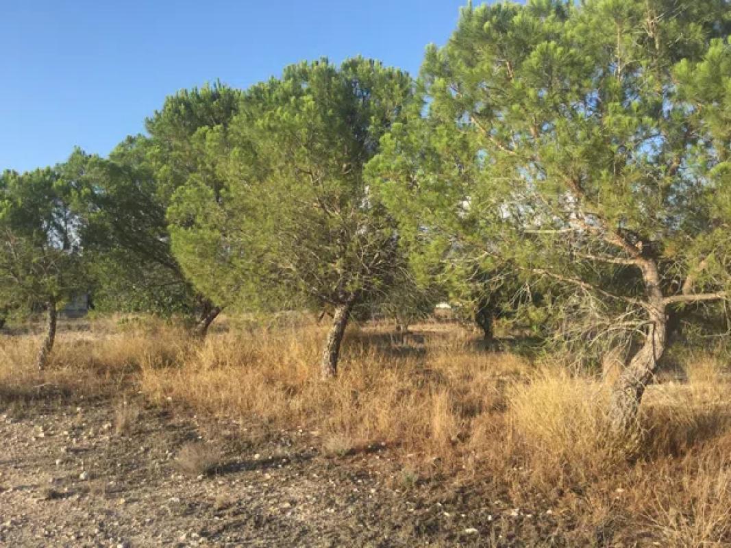 Terreno en venta en Elda, Alicante photo 2