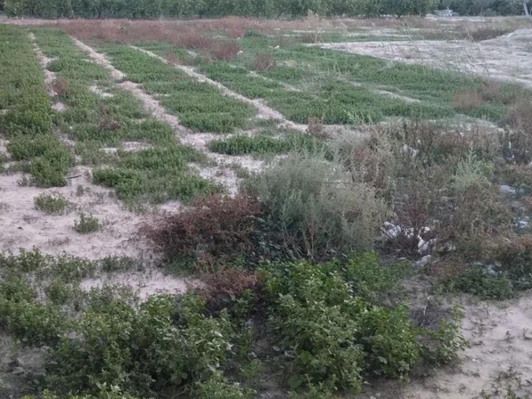 Terreno en venta en Orihuela, Alicante photo 5
