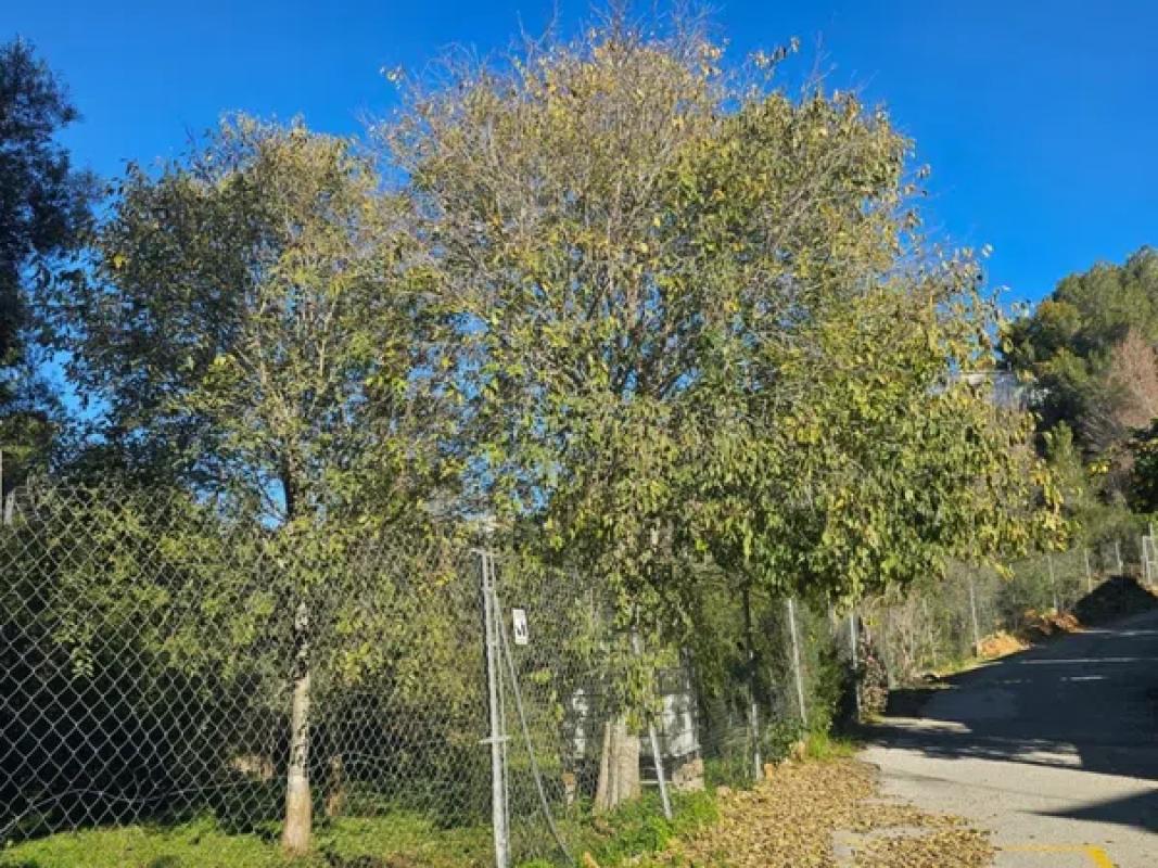 Terreno en venta en Denia, Alicante photo 4
