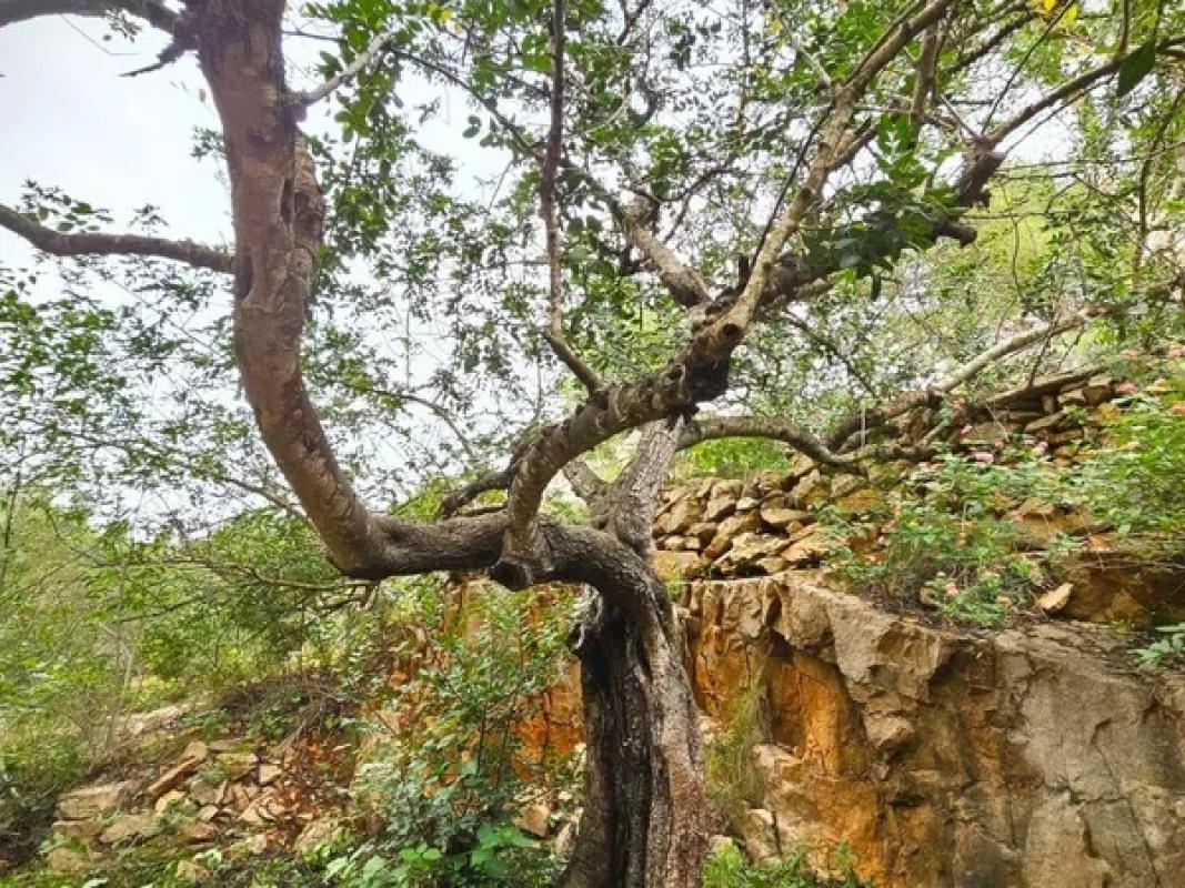 Terreno en venta en Denia, Alicante photo 5